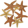 Assorted Dried Starfish, Sea Urchins, & Sand Dollars