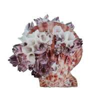 Assorted Medium to Large Individual Shells