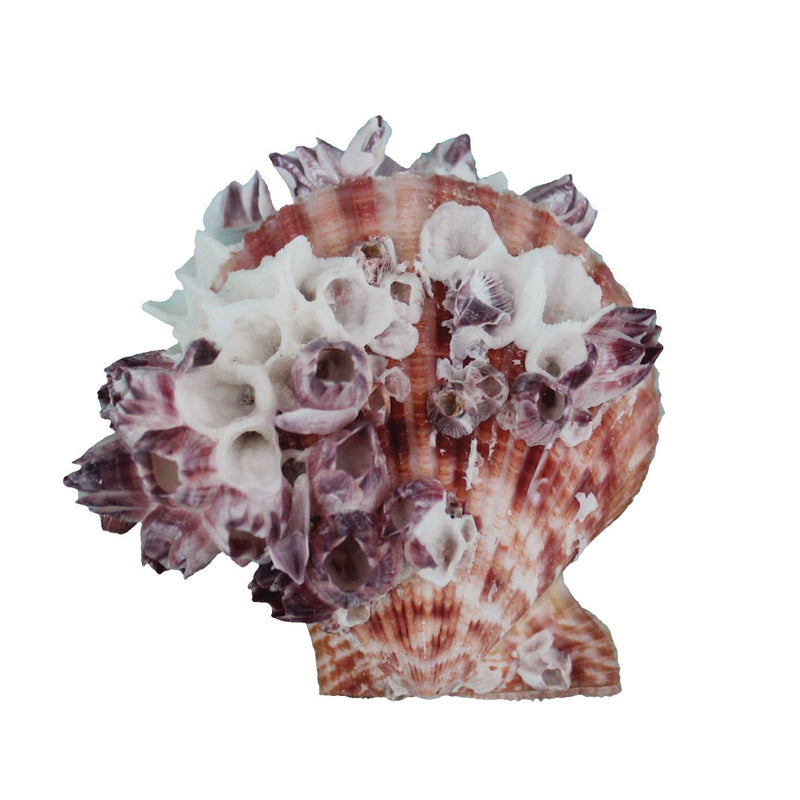 Assorted Medium to Large Individual Shells