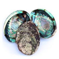 Extra Large Individual Shells