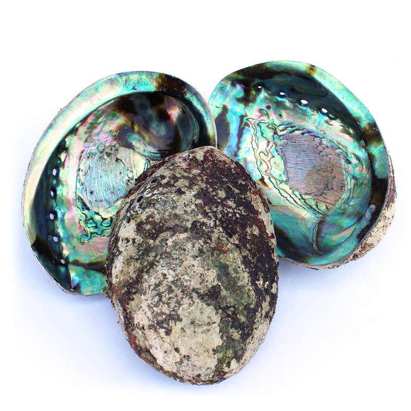 Extra Large Individual Shells