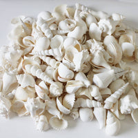 Bulk Seashell Assortment