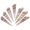 Assorted Medium to Large Individual Shells