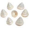 Assorted Medium to Large Individual Shells