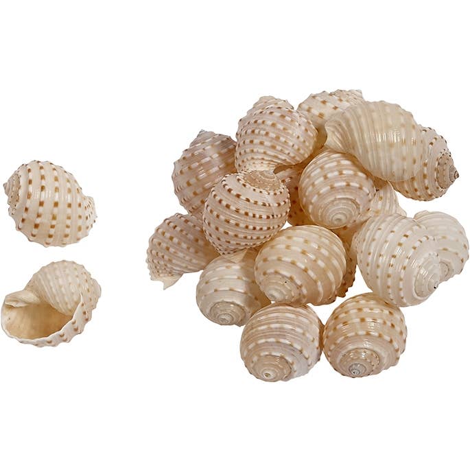 Assorted Medium to Large Individual Shells