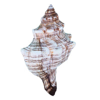 Extra Large Individual Shells