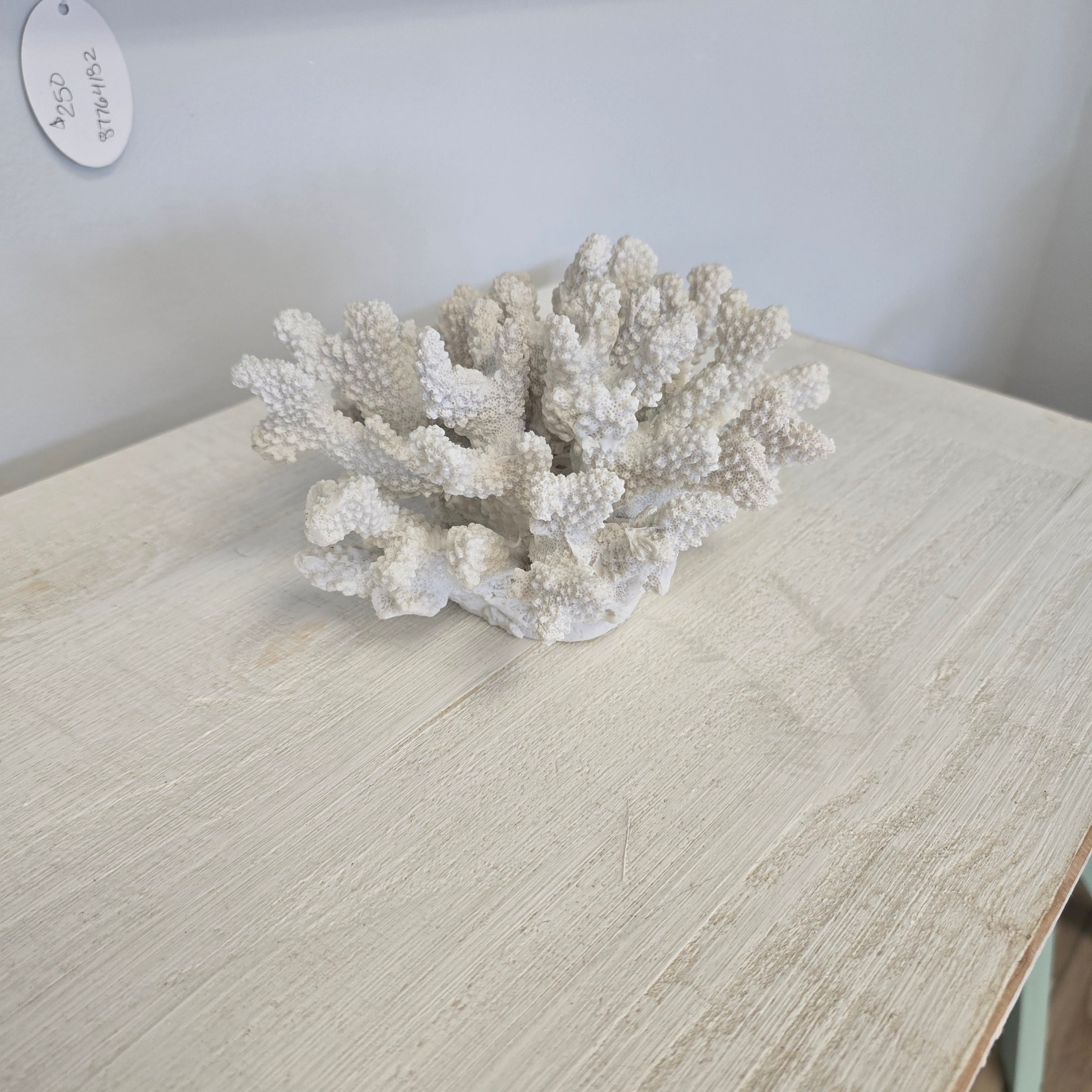 assorted large coral Pieces